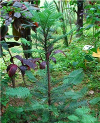 33d0e30c-Wollemi Pine.jpg